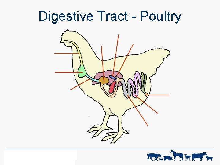 Digestive Tract - Poultry WF-R ANIMAL SCIENCE 1 