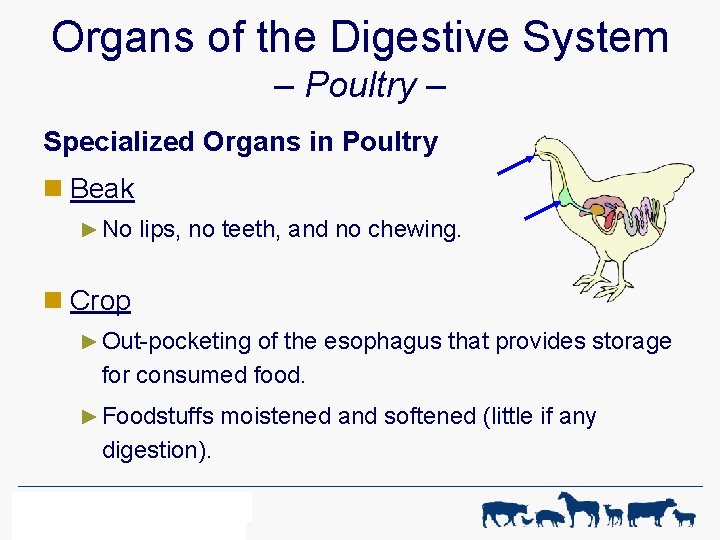 Organs of the Digestive System – Poultry – Specialized Organs in Poultry n Beak