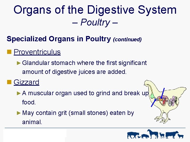 Organs of the Digestive System – Poultry – Specialized Organs in Poultry (continued) n