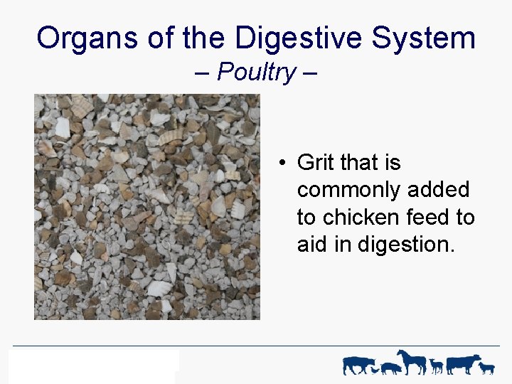 Organs of the Digestive System – Poultry – • Grit that is commonly added