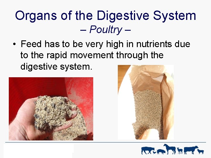 Organs of the Digestive System – Poultry – • Feed has to be very