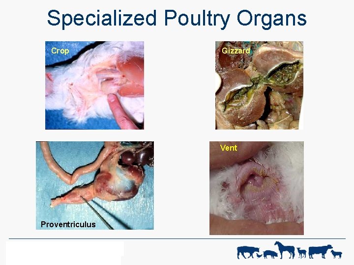 Specialized Poultry Organs Crop Gizzard Vent Proventriculus WF-R ANIMAL SCIENCE 1 