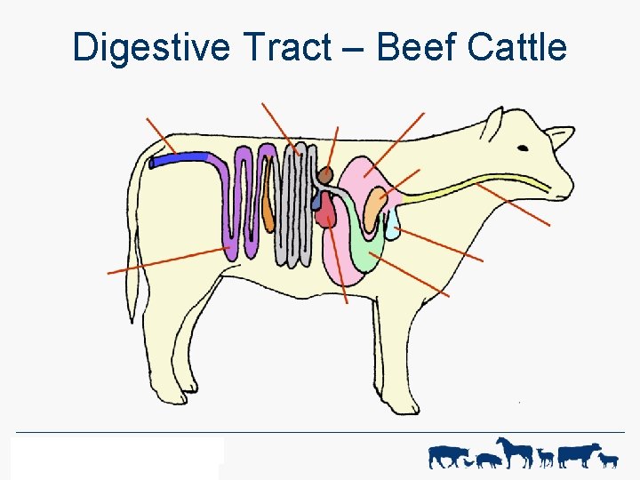Digestive Tract – Beef Cattle WF-R ANIMAL SCIENCE 1 