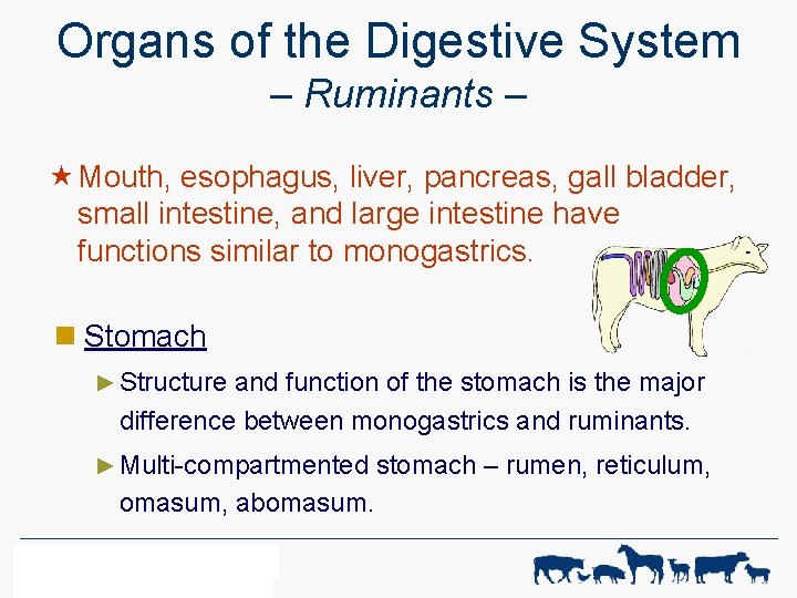 Organs of the Digestive System – Ruminants – « Mouth, esophagus, liver, pancreas, gall