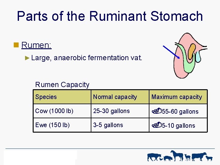 Parts of the Ruminant Stomach n Rumen: ► Large, anaerobic fermentation vat. Rumen Capacity