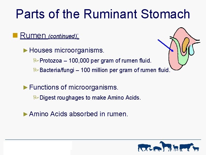 Parts of the Ruminant Stomach n Rumen (continued): ► Houses microorganisms. PProtozoa – 100,