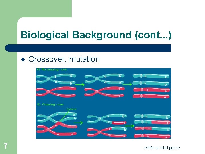 Biological Background (cont. . . ) l 7 Crossover, mutation Artificial Intelligence 