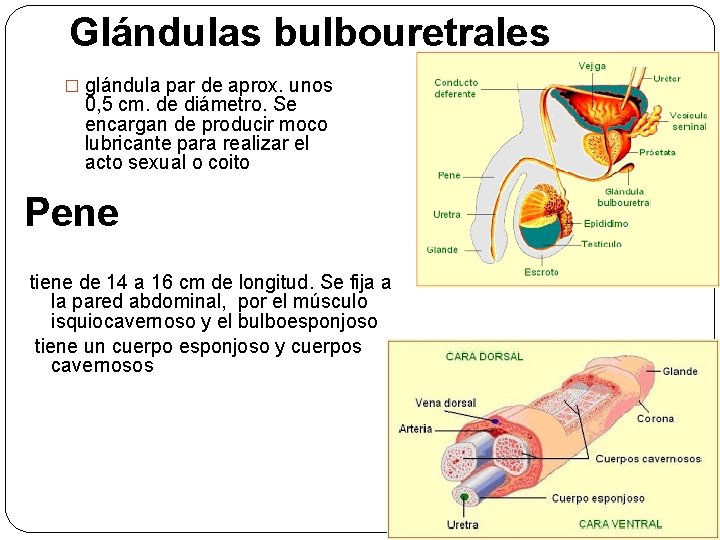 Glándulas bulbouretrales � glándula par de aprox. unos 0, 5 cm. de diámetro. Se