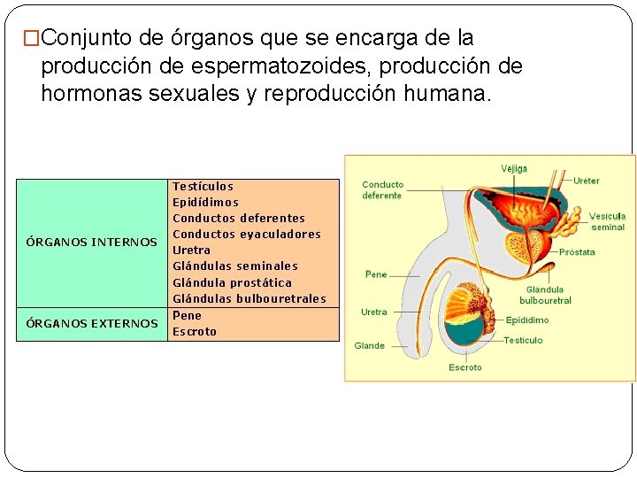�Conjunto de órganos que se encarga de la producción de espermatozoides, producción de hormonas
