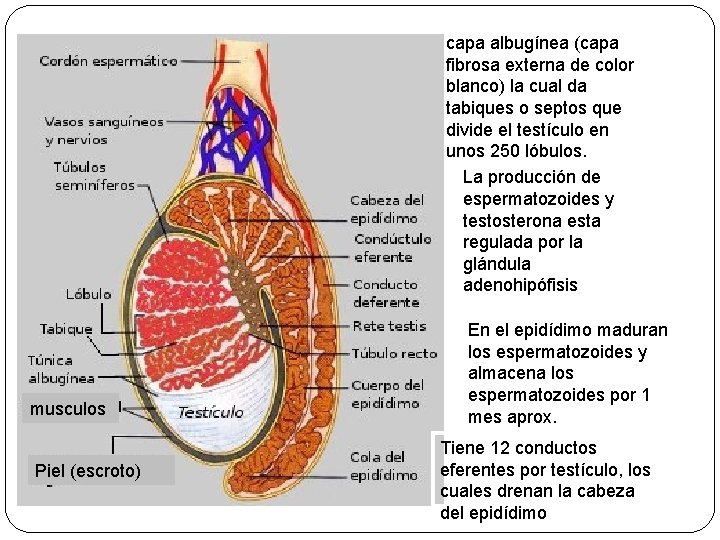 capa albugínea (capa fibrosa externa de color blanco) la cual da tabiques o septos