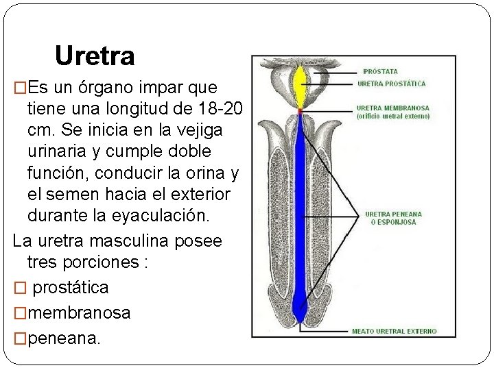 Uretra �Es un órgano impar que tiene una longitud de 18 -20 cm. Se