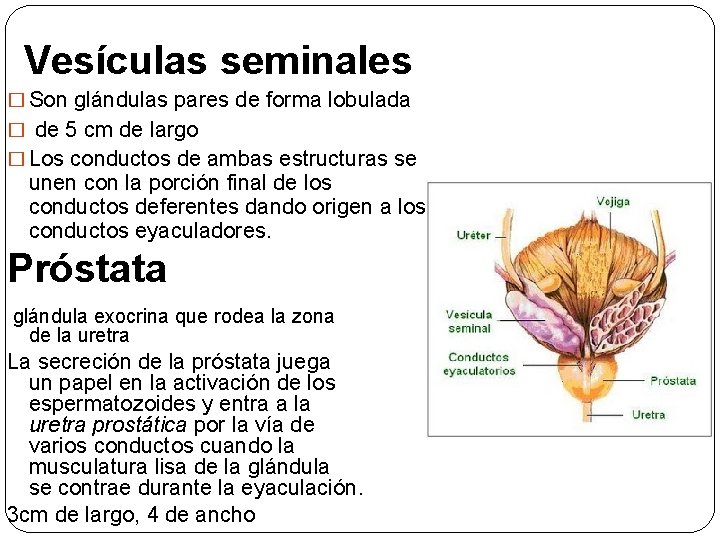 Vesículas seminales � Son glándulas pares de forma lobulada � de 5 cm de