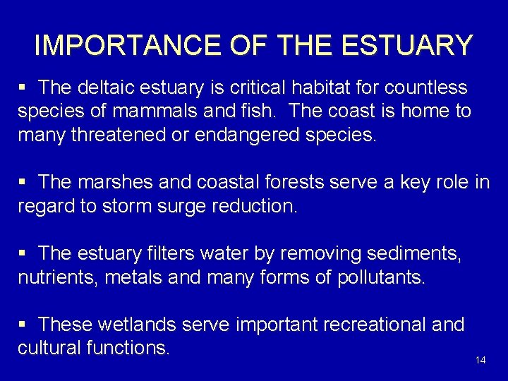 IMPORTANCE OF THE ESTUARY § The deltaic estuary is critical habitat for countless species