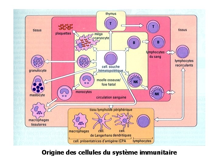 Origine des cellules du système immunitaire 
