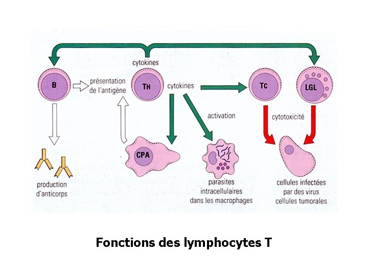 Fonctions des lymphocytes T 