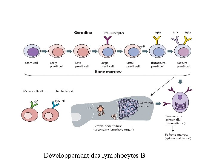 Développement des lymphocytes B 
