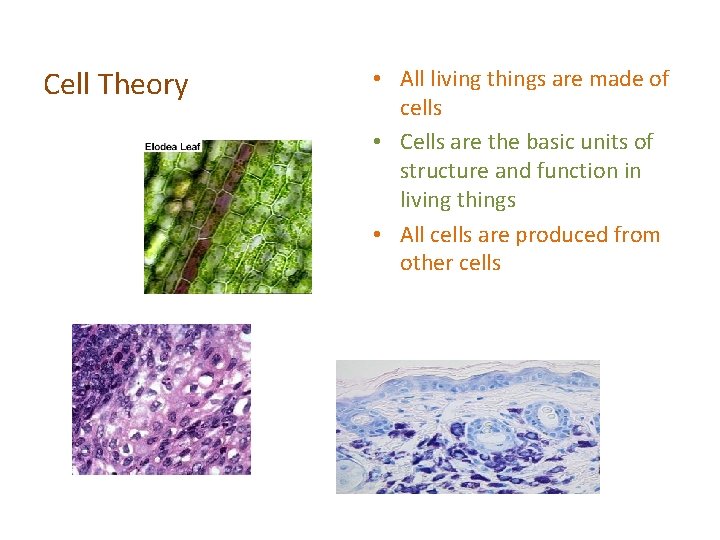 Cell Theory • All living things are made of cells • Cells are the