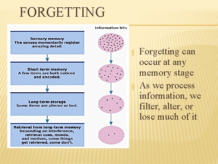 FORGETTING § § Forgetting can occur at any memory stage As we process information,