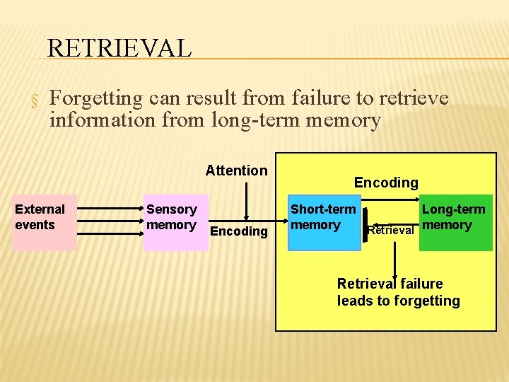 RETRIEVAL § Forgetting can result from failure to retrieve information from long-term memory Attention