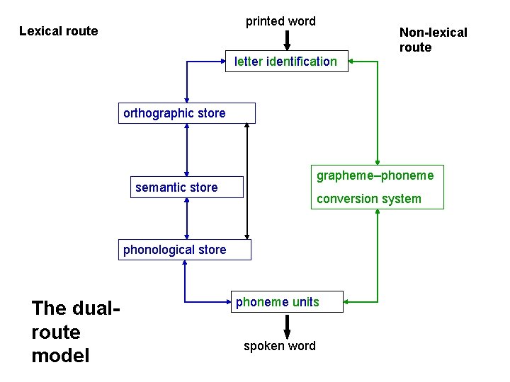 printed word Lexical route letter identification Non-lexical route orthographic store grapheme‒phoneme semantic store conversion