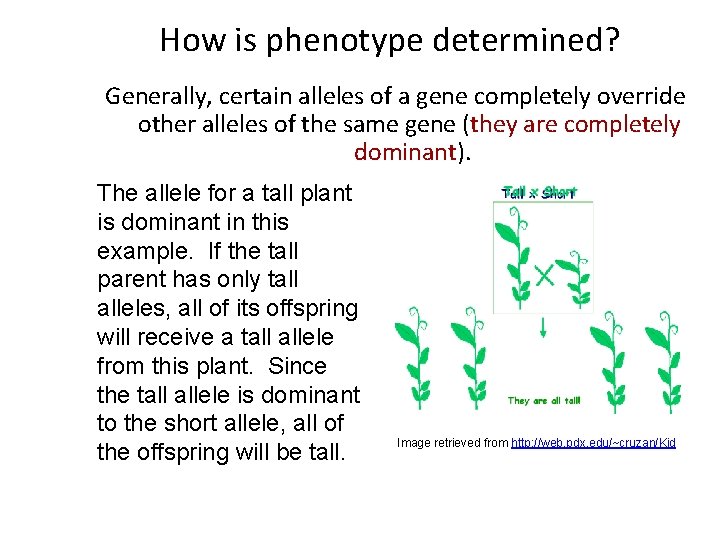 How is phenotype determined? Generally, certain alleles of a gene completely override other alleles