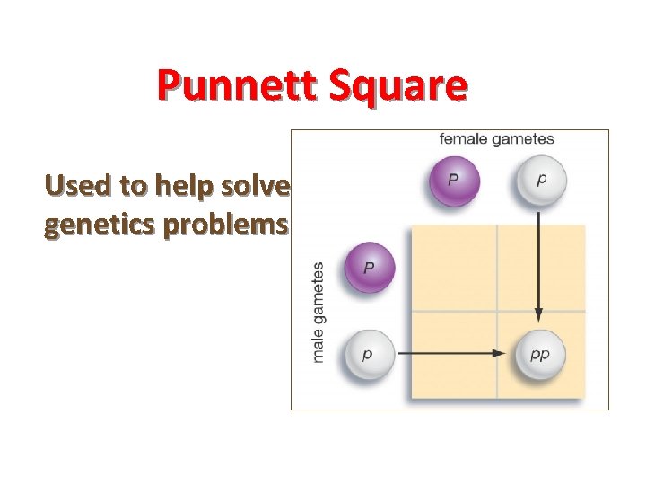 Punnett Square Used to help solve genetics problems 