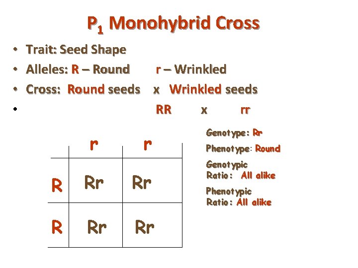 P 1 Monohybrid Cross • • Trait: Seed Shape Alleles: R – Round r