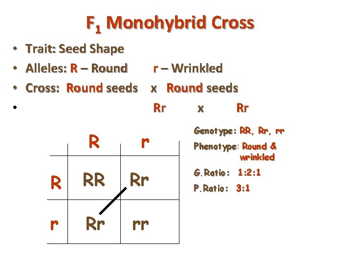 F 1 Monohybrid Cross • • Trait: Seed Shape Alleles: R – Round r