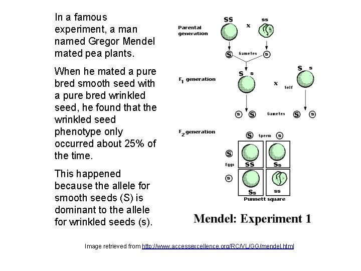 In a famous experiment, a man named Gregor Mendel mated pea plants. When he