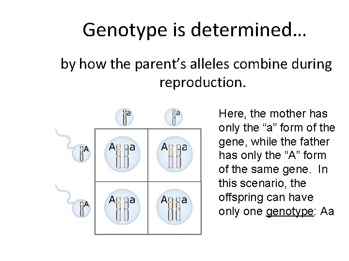 Genotype is determined… by how the parent’s alleles combine during reproduction. Here, the mother