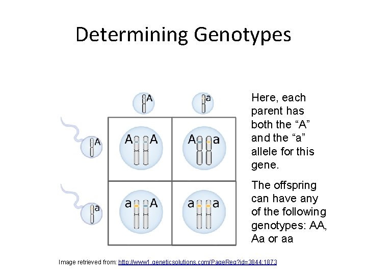 Determining Genotypes Here, each parent has both the “A” and the “a” allele for