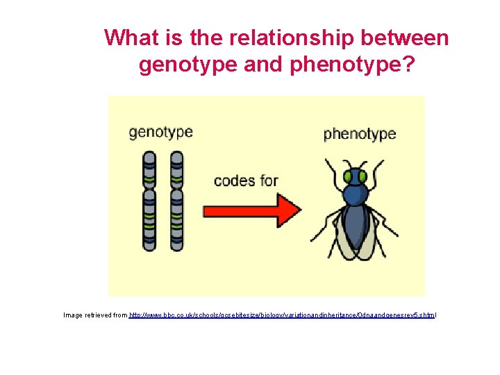 What is the relationship between genotype and phenotype? Image retrieved from http: //www. bbc.