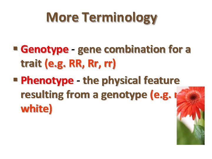 More Terminology § Genotype - gene combination for a trait (e. g. RR, Rr,