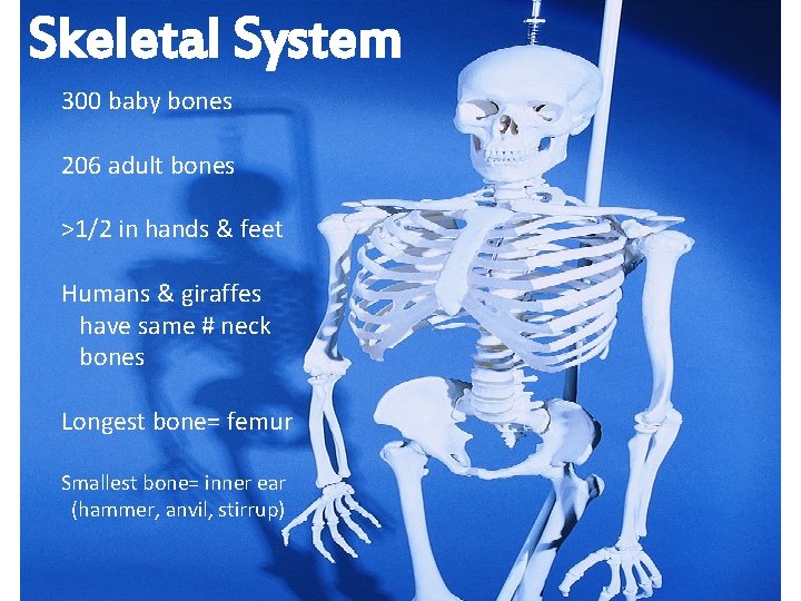 Skeletal System 300 baby bones 206 adult bones >1/2 in hands & feet Humans