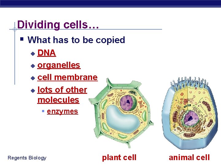 Dividing cells… § What has to be copied DNA u organelles u cell membrane