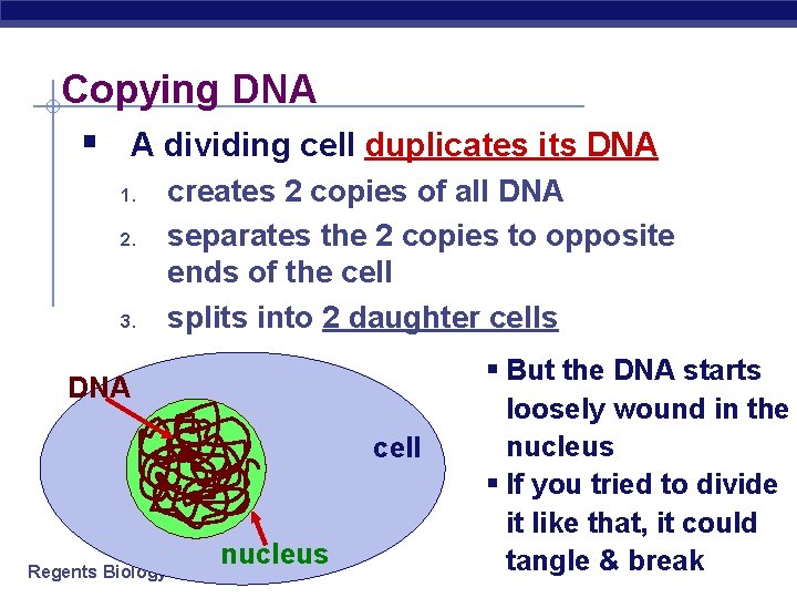 Copying DNA § A dividing cell duplicates its DNA 1. 2. 3. creates 2