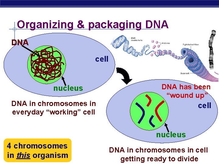 Organizing & packaging DNA cell nucleus DNA in chromosomes in everyday “working” cell DNA