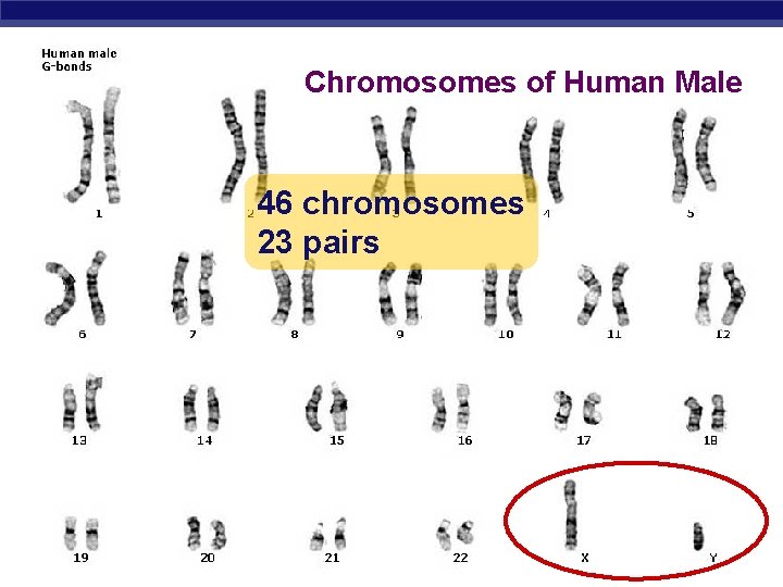 Chromosomes of Human Male 46 chromosomes 23 pairs Regents Biology 