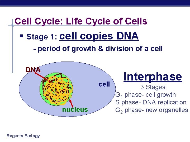 Cell Cycle: Life Cycle of Cells § Stage 1: cell copies DNA - period