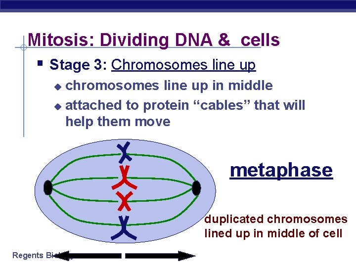 Mitosis: Dividing DNA & cells § Stage 3: Chromosomes line up chromosomes line up