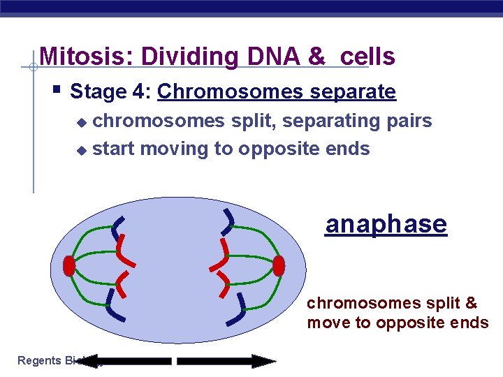 Mitosis: Dividing DNA & cells § Stage 4: Chromosomes separate chromosomes split, separating pairs