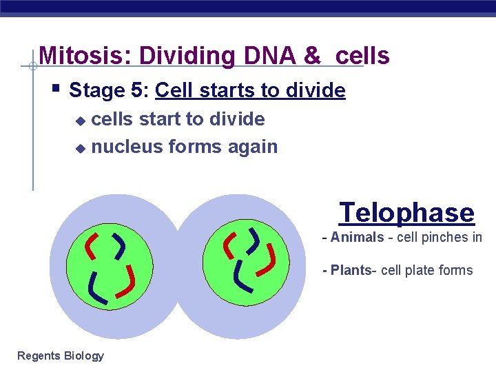 Mitosis: Dividing DNA & cells § Stage 5: Cell starts to divide cells start