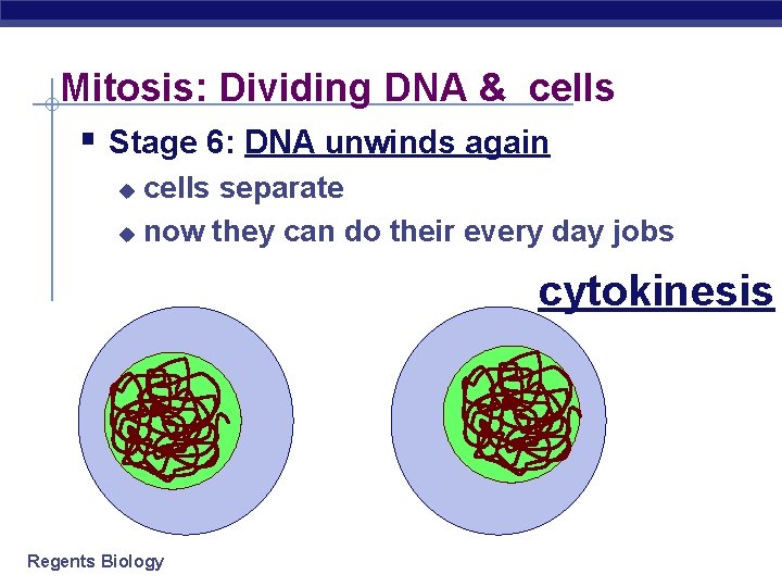 Mitosis: Dividing DNA & cells § Stage 6: DNA unwinds again cells separate u