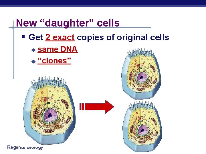 New “daughter” cells § Get 2 exact copies of original cells same DNA u