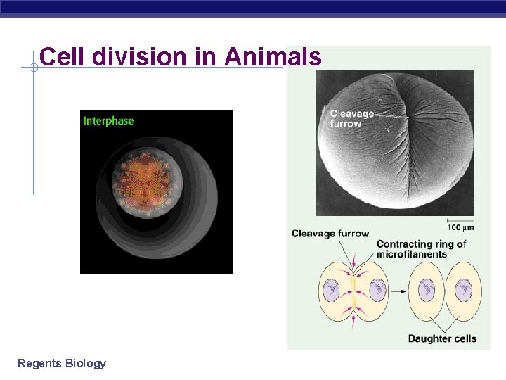 Cell division in Animals Regents Biology 