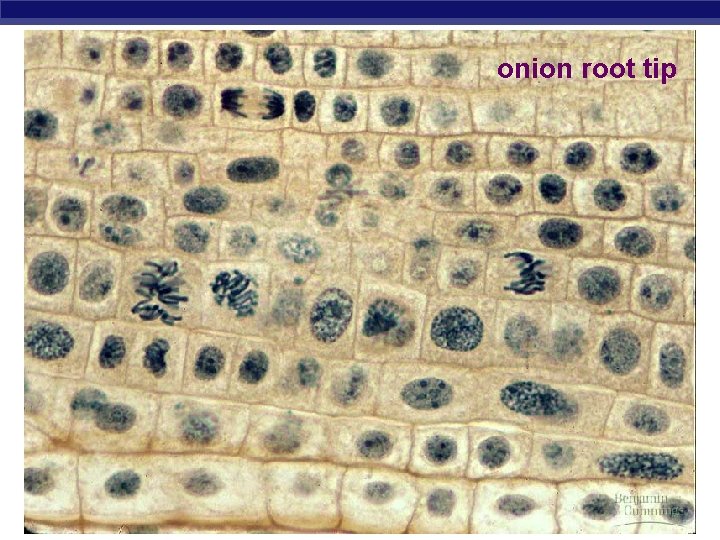 onion root tip Regents Biology 