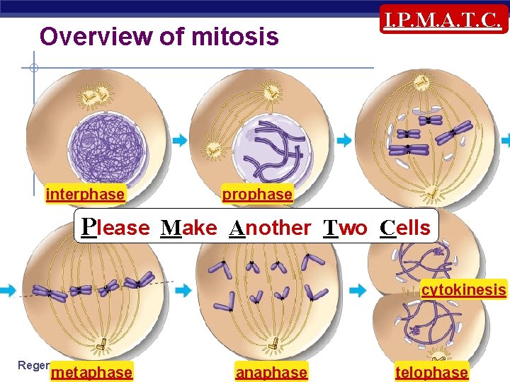 Overview of mitosis interphase I. P. M. A. T. C. prophase Please Make Another