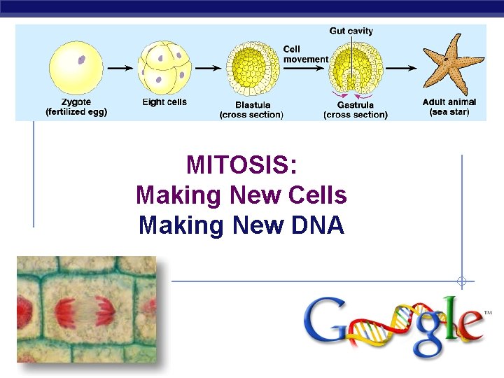 MITOSIS: Making New Cells Making New DNA Regents Biology 