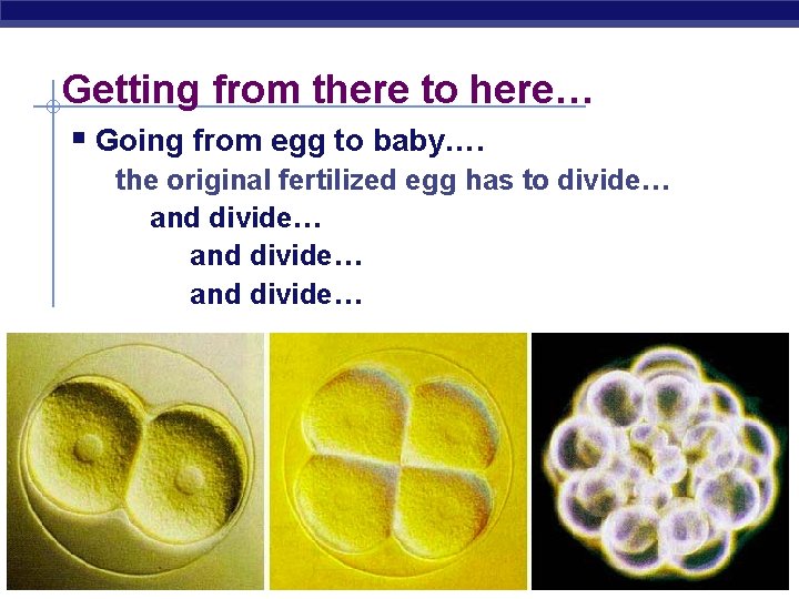 Getting from there to here… § Going from egg to baby…. the original fertilized