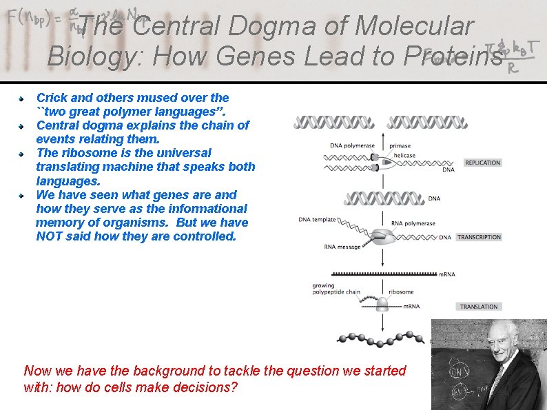 The Central Dogma of Molecular Biology: How Genes Lead to Proteins Crick and others